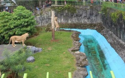 Liburan Asyik di Taman Margasatwa dan Budaya Kinantan, Kebun Binatang Tertua di Indonesia