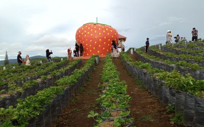Wisata Kebun Stroberi Alahan Panjang Solok: Petik Langsung Stroberi Manis dari Bibit Unggul